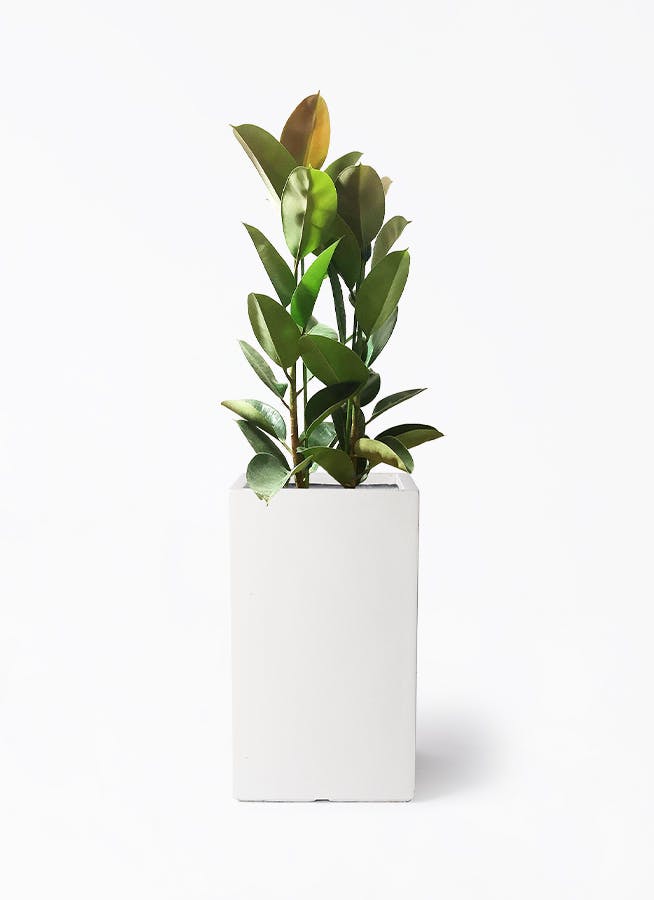 観葉植物 ウンナンシュロチク（雲南棕櫚竹） 8号 シグマ 角柱