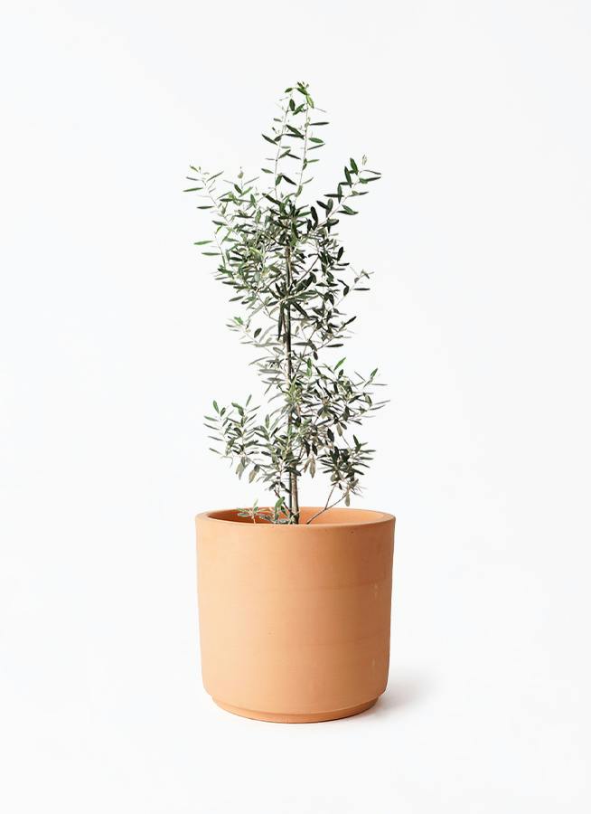 オリーブの木 8号 | 観葉植物 | 送料無料でお届け - Hitohana（ひとはな）