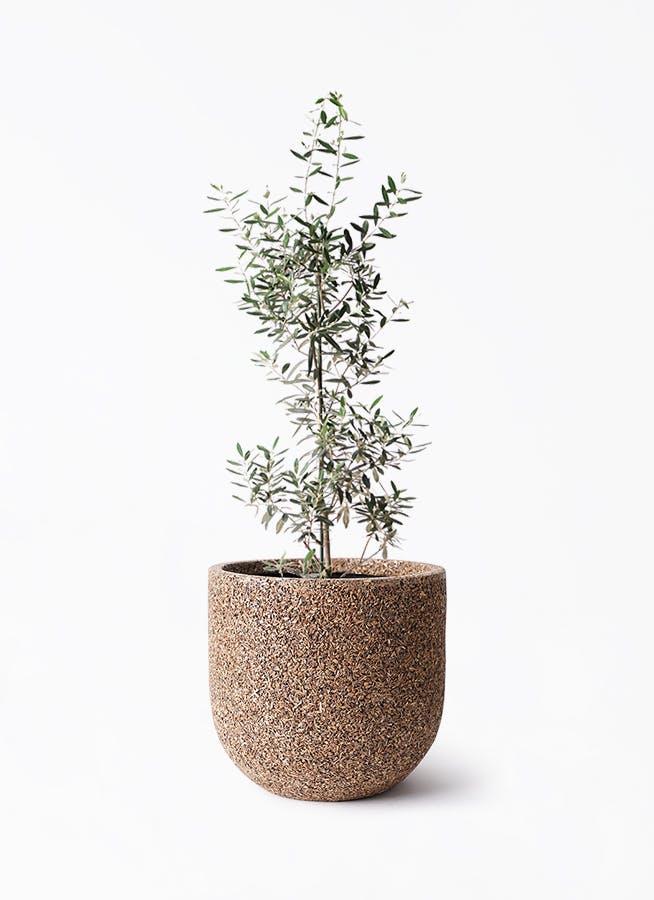 オリーブの木 8号 | 観葉植物 | 送料無料でお届け - Hitohana（ひとはな）