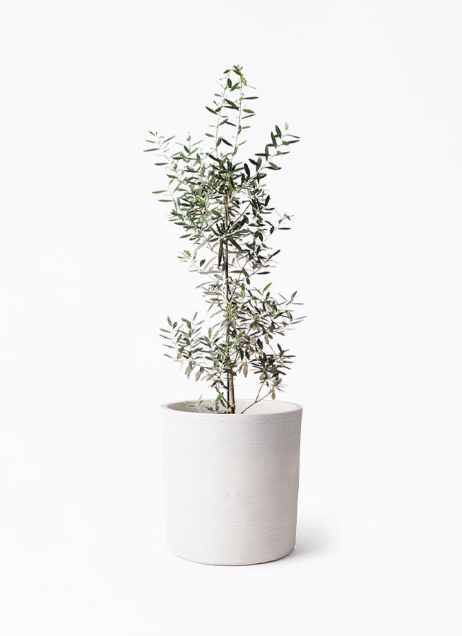 【バランス◎】オリーブ オリーブの木 8号 観葉植物 寒さに強い 耐寒温度-8度 観葉植物 オリーブの木 8号｜PlantHunt（プラントハント