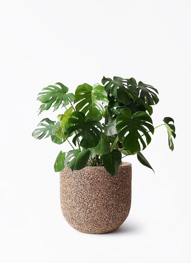 モンステラ 大型 | 観葉植物通販HitoHana(ひとはな)