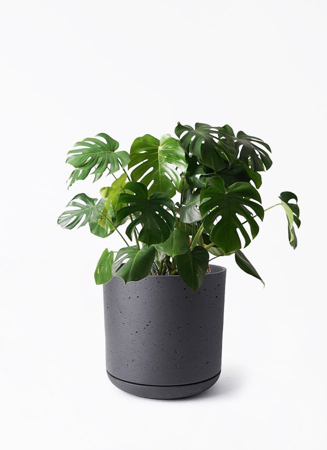 モンステラ 8号 | 観葉植物 | インテリアやギフトに - Hitohana（ひと