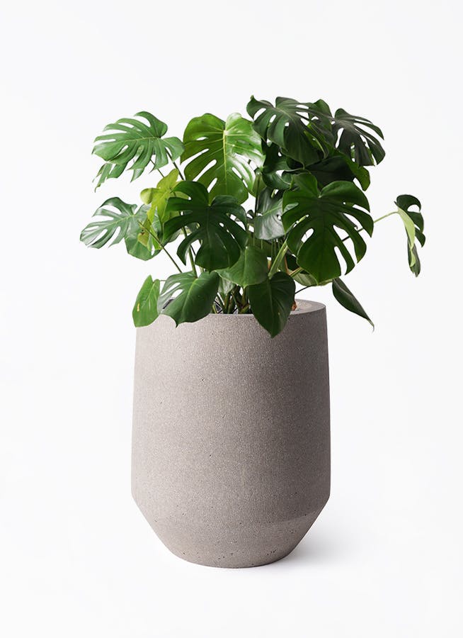 モンステラ 8号 | 観葉植物 | インテリアやギフトに - Hitohana（ひと