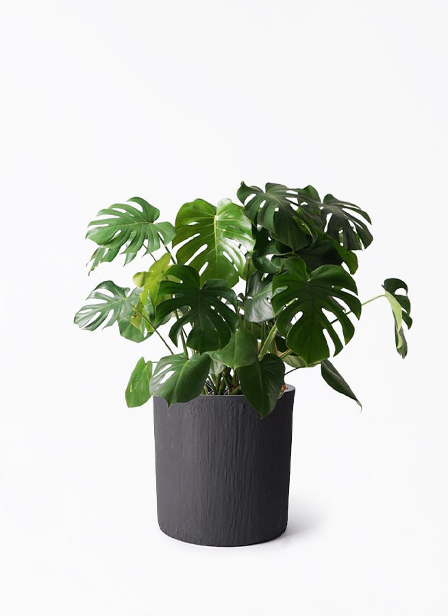 モンステラ 大型 | 観葉植物通販HitoHana(ひとはな)