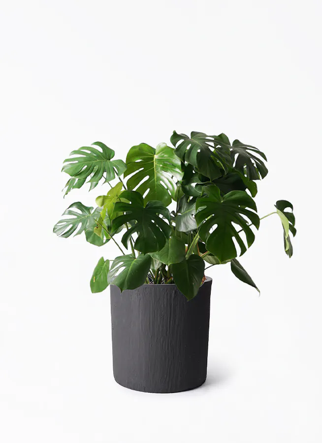 モンステラ 大型 | 観葉植物通販HitoHana(ひとはな)