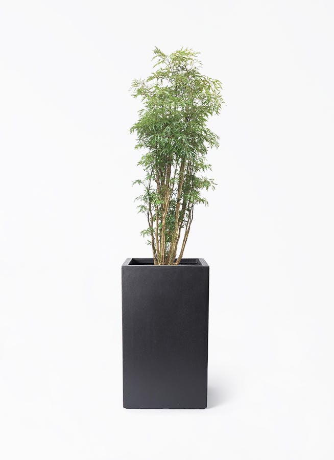 ポリシャス スターシャ | 観葉植物通販HitoHana(ひとはな)