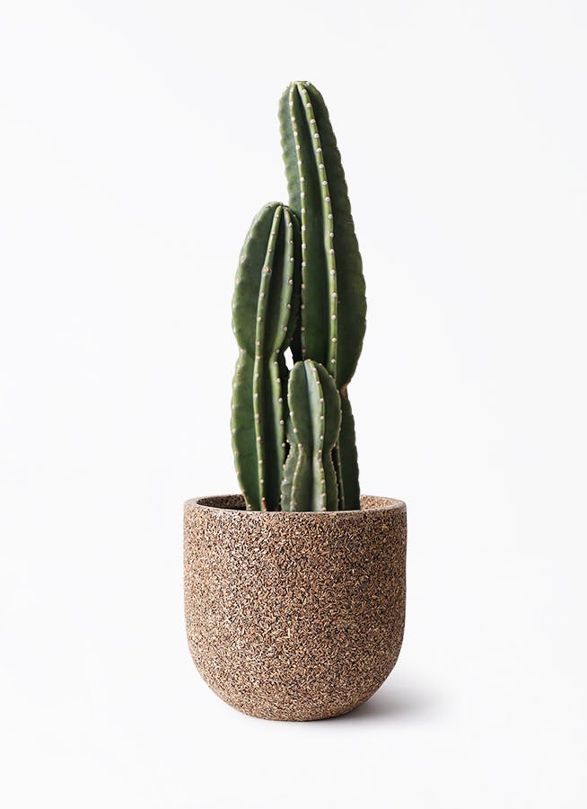 発送ギリギリサイズなので売り切り即購入OK 早い者勝ち　柱サボテン サボテン 発送ギリギリサイズなので売り切り即購入OK 早い者勝ち 柱サボテン