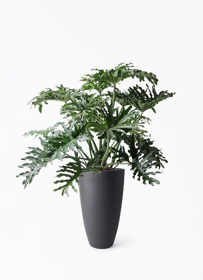 フィロデンドロン セローム ヒトデカズラ | HitoHana（ひとはな）