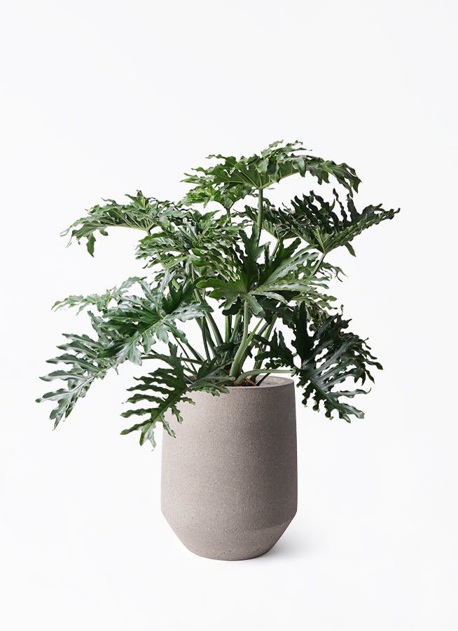 観葉植物 フィロデンドロン 8号 セローム ヒトデカズラ ボサ造り パボ