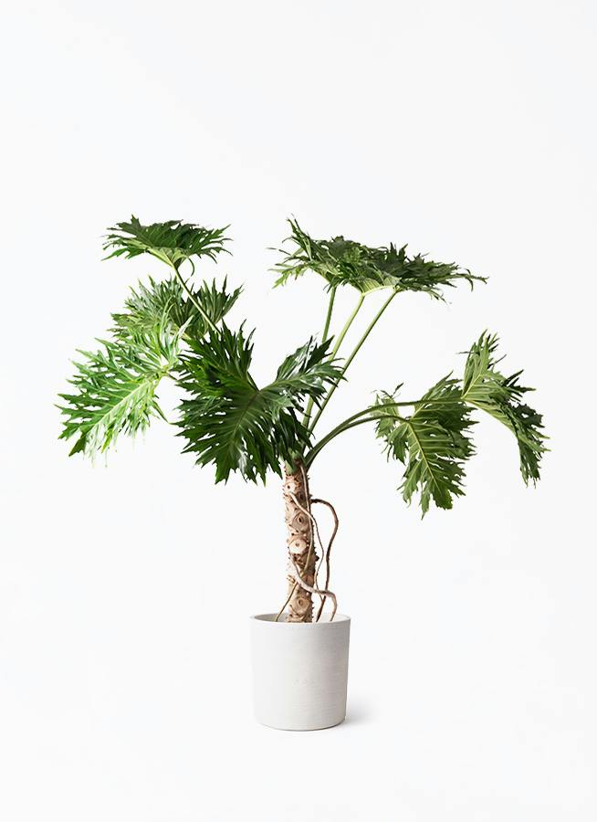 セローム ヒトデカズラ 大型 | 観葉植物通販HitoHana(ひとはな)