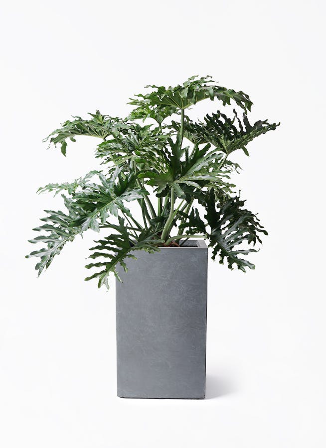 フィロデンドロン セローム ヒトデカズラ | HitoHana（ひとはな）