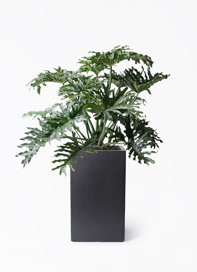 フィロデンドロン セローム ヒトデカズラ | HitoHana（ひとはな）