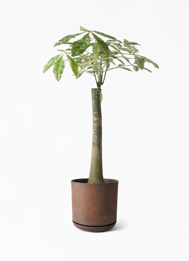 パキラ・斑入り 販売・通販 ［詳細ページ］ *tree tree*