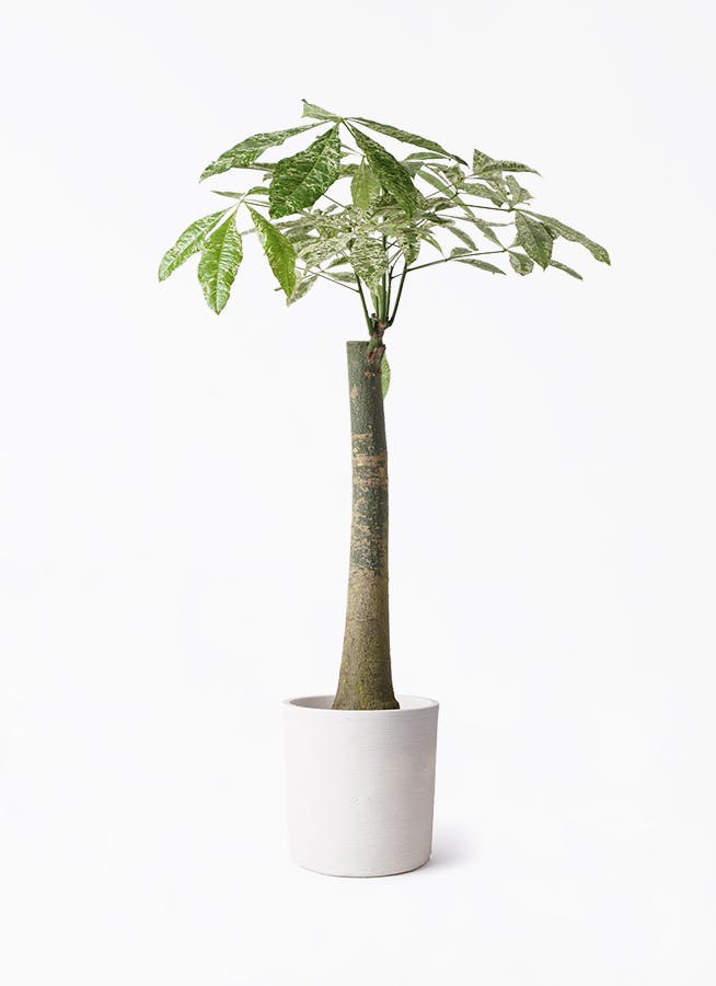 パキラ 8号 朴 斑入り | 観葉植物通販HitoHana(ひとはな)
