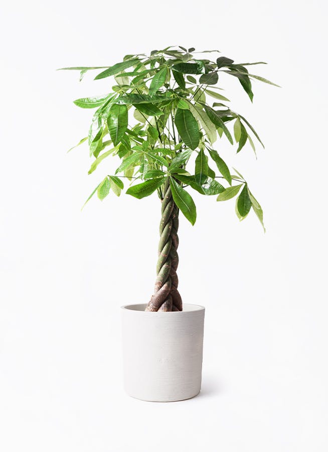 観葉植物 パキラ 8号 ねじり ソンク シリンダー ホワイトサンド 付き
