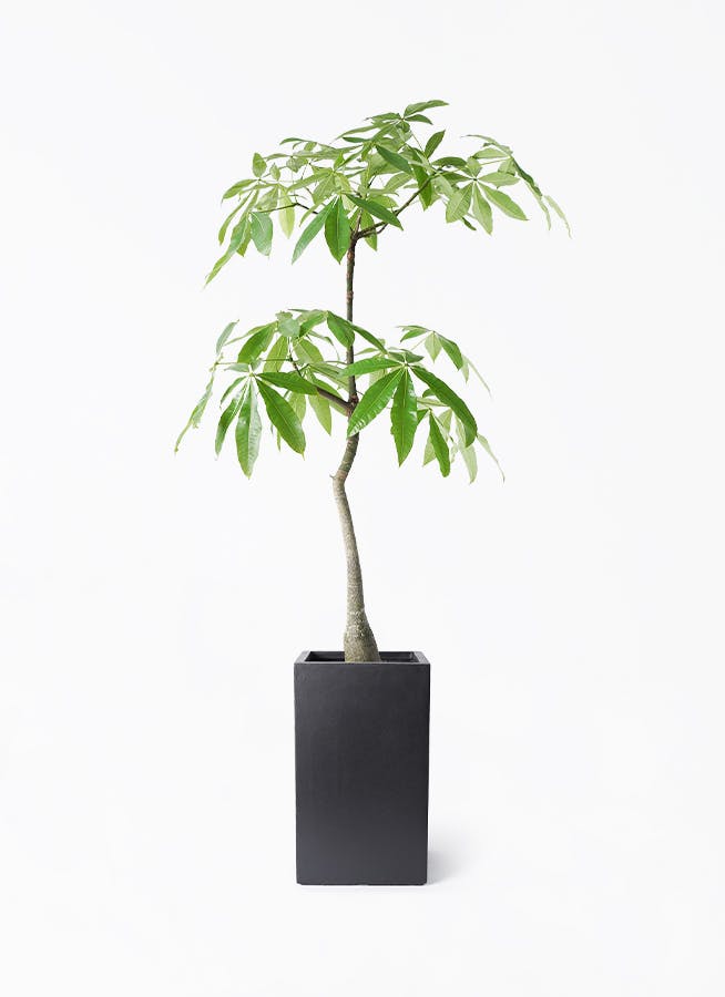 パキラ 8号 | 観葉植物の通販ならHitoHana（ひとはな）