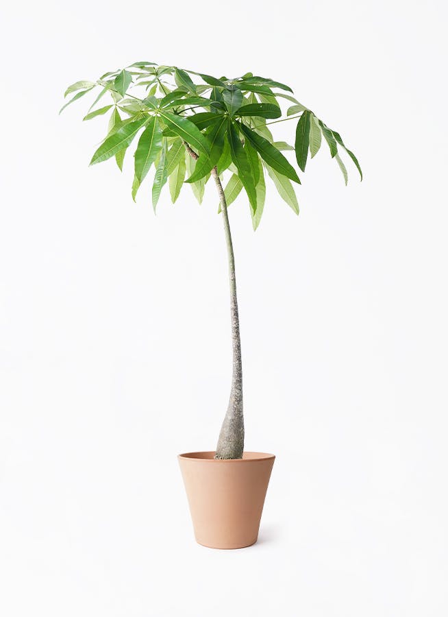 観葉植物 ユーカリ 7号 グニー エトナ アリーナ 付き | 観葉植物