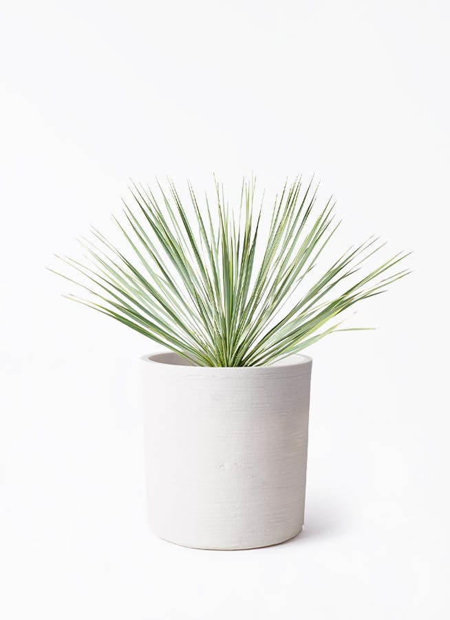 ユッカ 大型 | 観葉植物通販HitoHana(ひとはな)