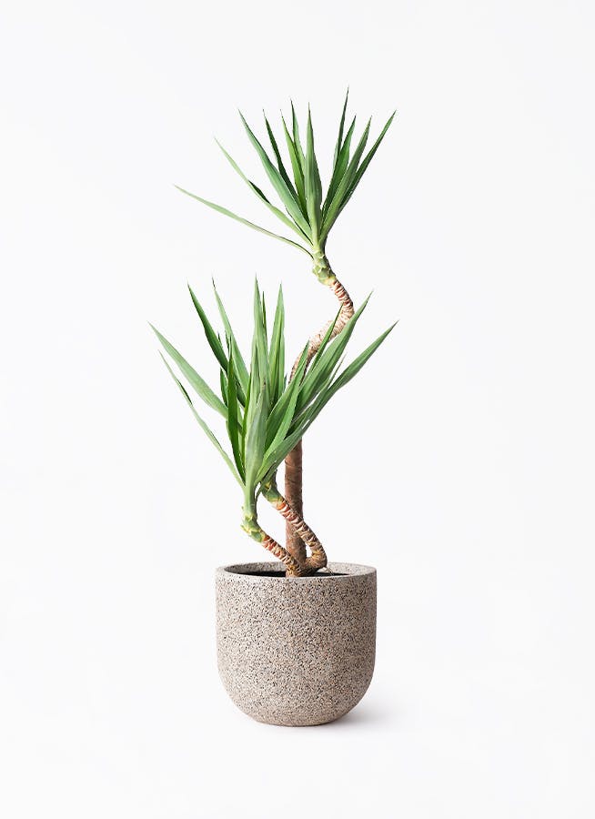 ユッカリギダ (ね) 曲がり株 ユッカリギダ (ね) 曲がり株 ユッカリギダ (ね) 曲がり株 ユッカリギダ