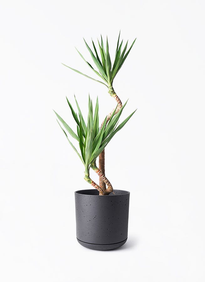 ユッカリギダ (ね) 曲がり株 ユッカリギダ (ね) 曲がり株