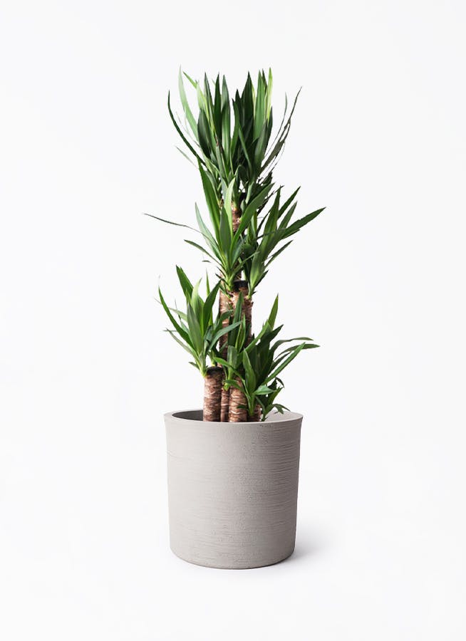 ユッカ（青年の木） | 観葉植物通販HitoHana（ひとはな）