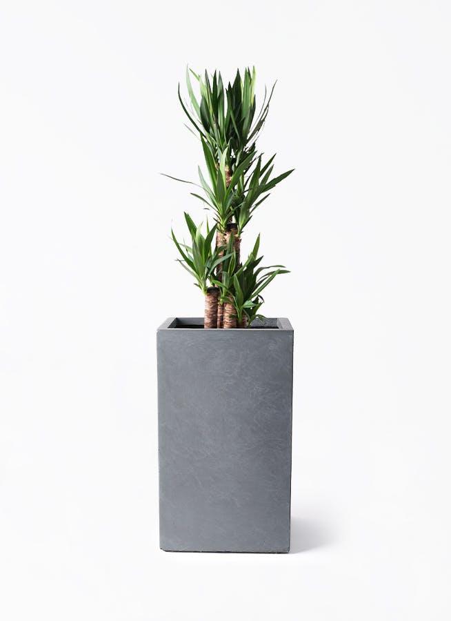 ユッカ ノーマル | 観葉植物 | インテリアやギフトに - Hitohana（ひと