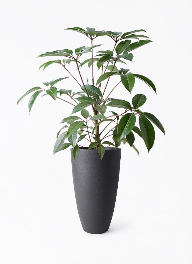 観葉植物 ツピダンサス 8号 ボサ造り フォレストトール ブラック 付き | 観葉植物ならHitoHana(ひとはな)