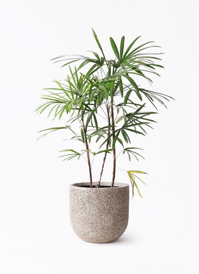 シュロチク（棕櫚竹） | 観葉植物の通販ならHitoHana（ひとはな）