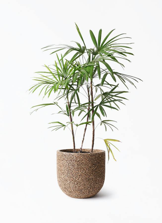 シュロチク 8号 | 観葉植物 | 送料無料でお届け - Hitohana（ひとはな）