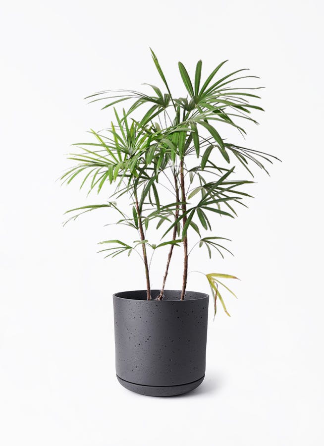 シュロチク（棕櫚竹） | 観葉植物の通販ならHitoHana（ひとはな）