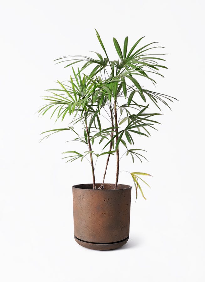 シュロチク 8号 | 観葉植物 | 送料無料でお届け - Hitohana
