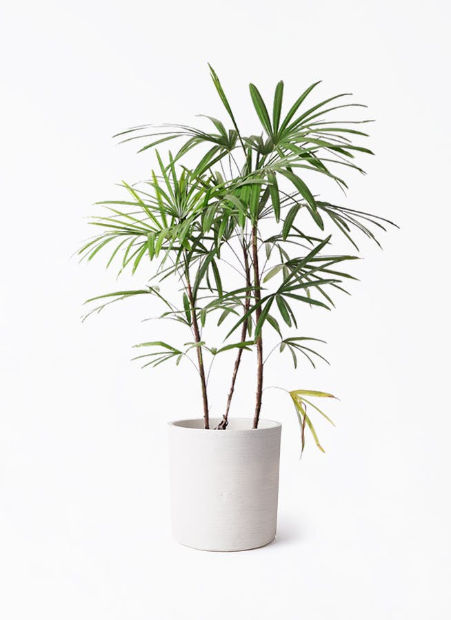 観葉植物 シュロチク（棕櫚竹） 8号 ソンク シリンダー ホワイトサンド