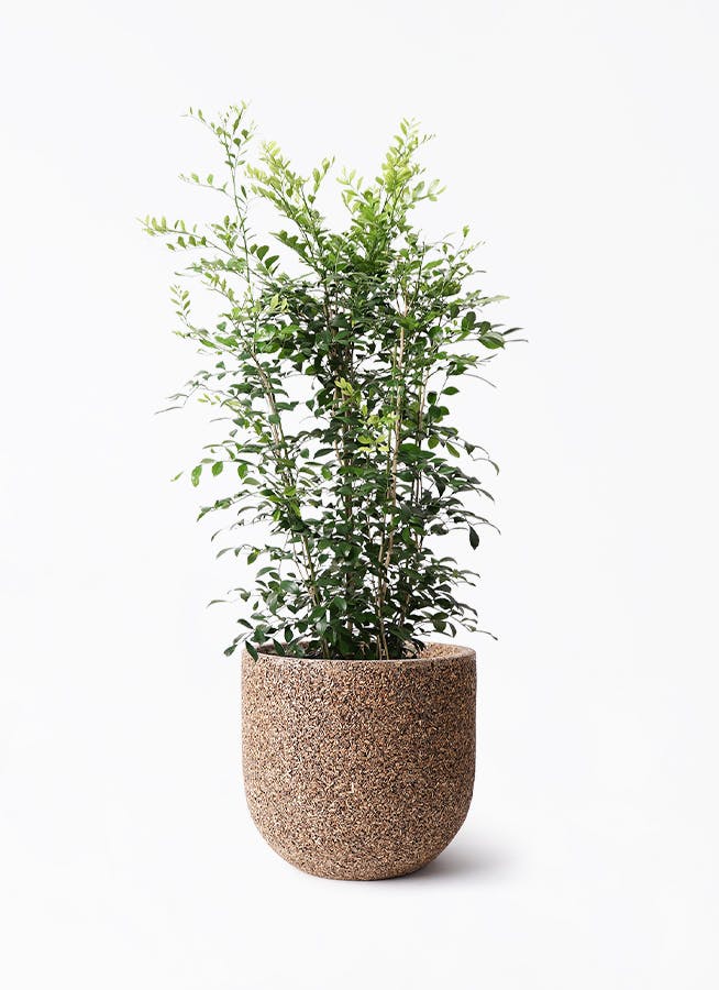 観葉植物 シルクジャスミン（げっきつ） 8号 ネイチャーズ