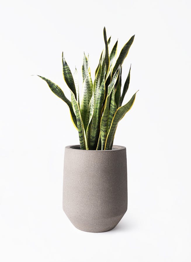 サンスベリア 大型 | 観葉植物通販HitoHana(ひとはな)