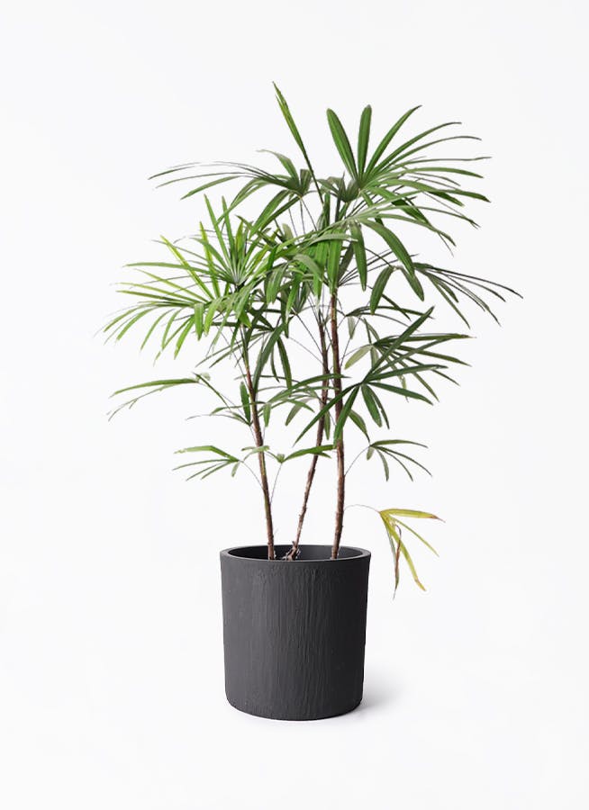 シュロチク 8号 | 観葉植物 | 送料無料でお届け - Hitohana（ひとはな）