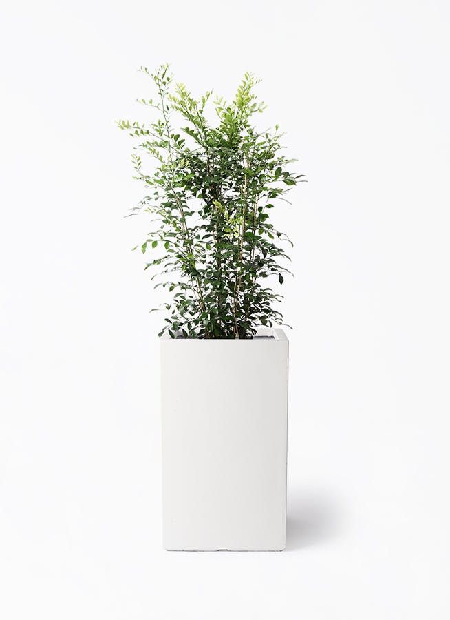 シルクジャスミン（げっきつ）8号 | 観葉植物 | 送料無料でお届け