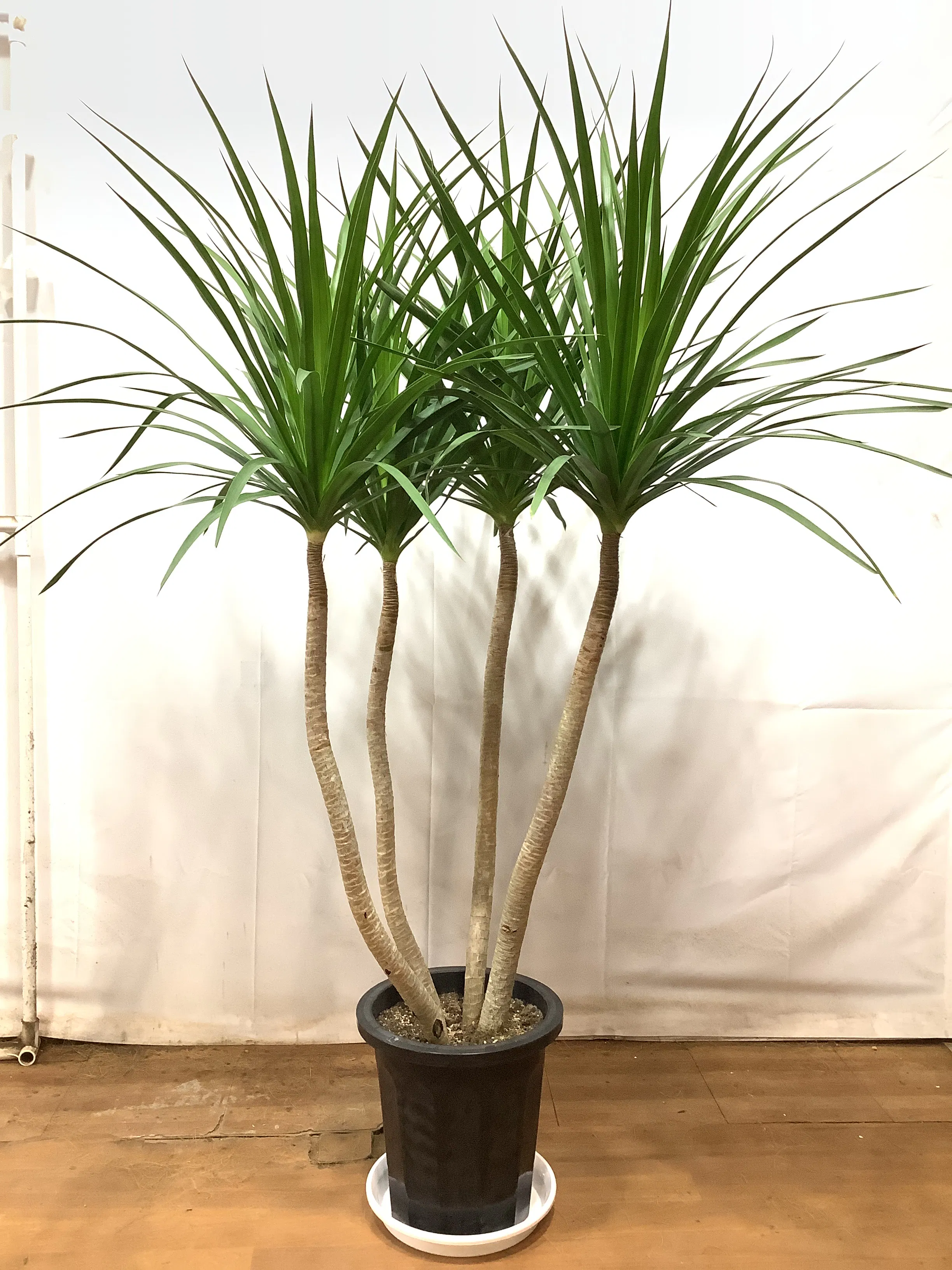 ドラセナ カンボジアーナ 10号 | 観葉植物通販HitoHana(ひとはな)