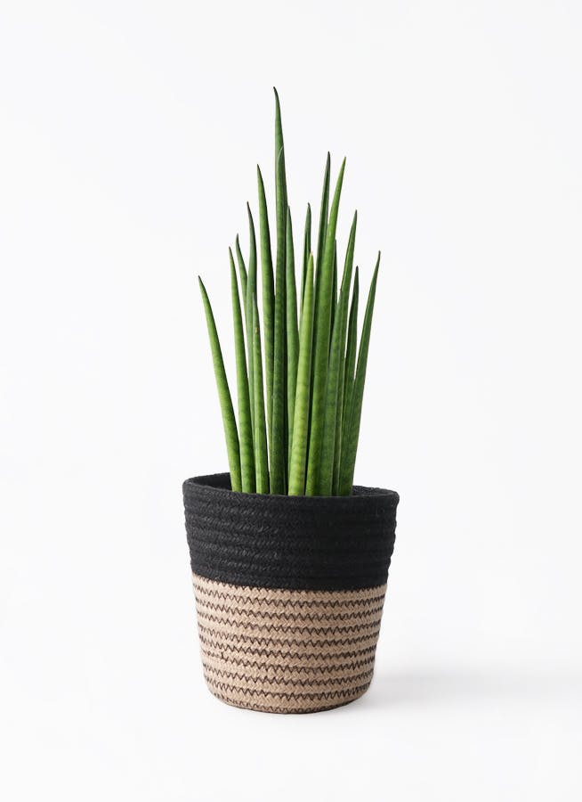 サンスベリア ラバナ 子株付き 観葉植物 小型 サンスベリア・ゼラニカ・コンパクタ6号 | 移転