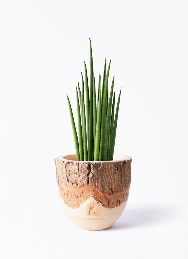 観葉植物 ユッカ 4号 ノーマル Mango Wood(マンゴーウッド