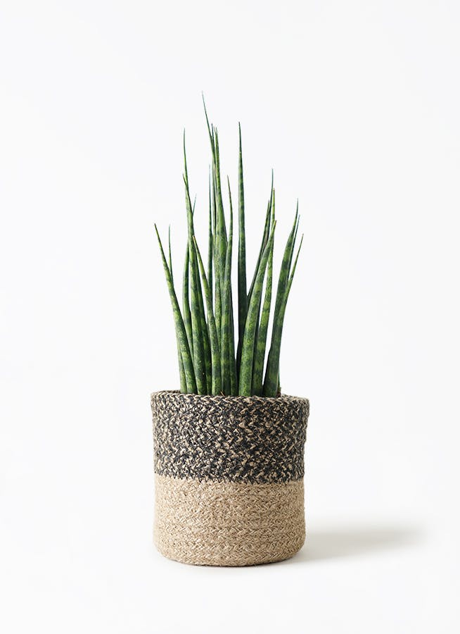 サンスベリア ミカド | HitoHana（ひとはな）