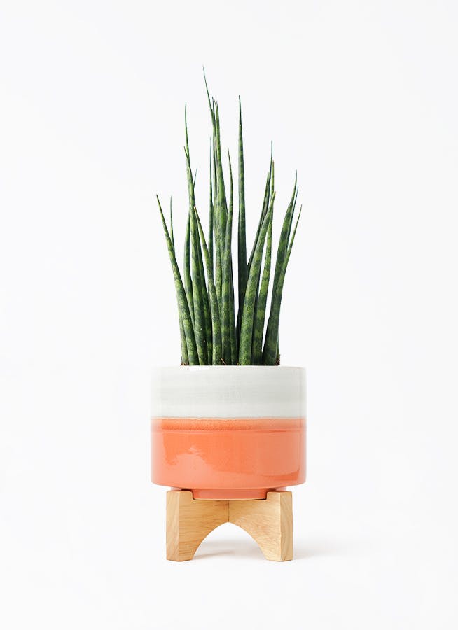 サンスベリア ミカド | HitoHana（ひとはな）