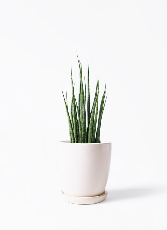 観葉植物 サンスベリア 3号 ミカド Austere (アステア) トール