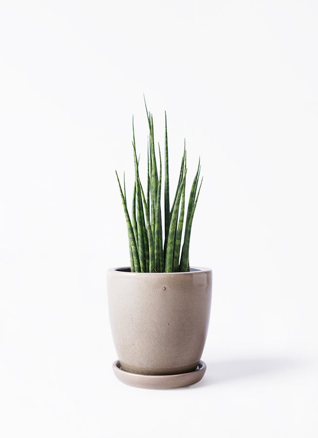 観葉植物 サンスベリア 3号 ミカド Austere (アステア) トール