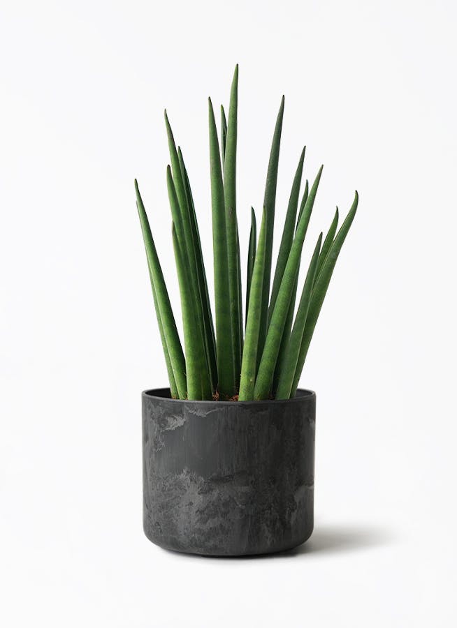 観葉植物 サンスベリア 3号 ミカド アートストーン シリンダー