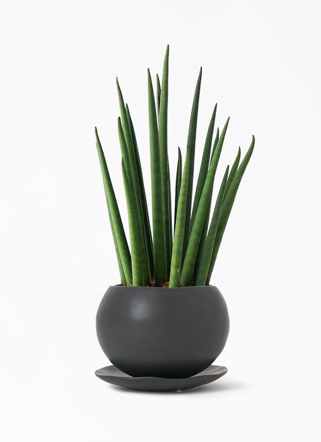 観葉植物 サンスベリア 3号 ミカド マリナ 黒 L 付き | 観葉植物なら