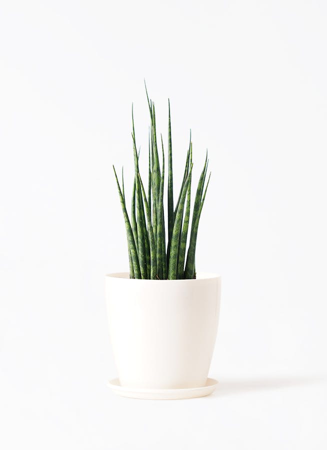 サンスベリア ミカド | HitoHana（ひとはな）