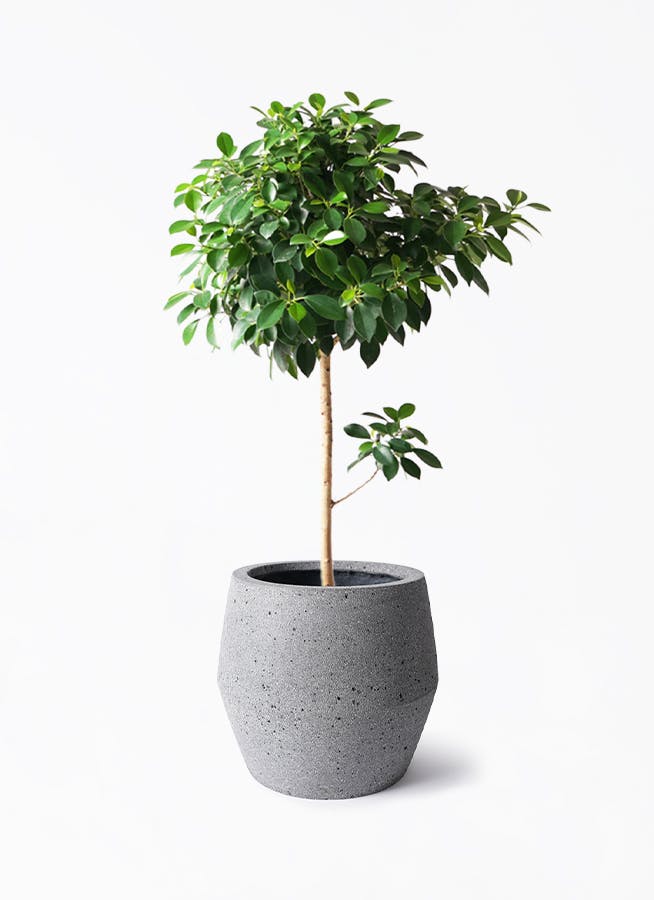 フィカス　クリシュナ　7号鉢 希少 フィカス クリシュナ 菩提樹 7号鉢 曲がり