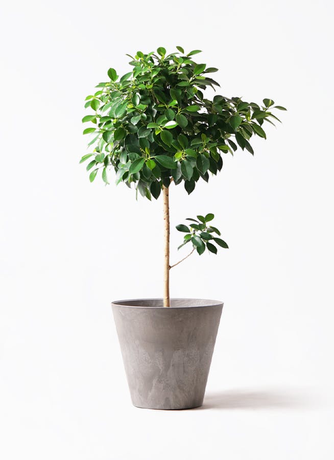 【極上】フィカス・ナナ　盆栽仕立て　根上がり　9号　鉢カバーセット 極上】フィカス・ナナ 盆栽仕立て 根上がり 9号 鉢カバーセット はなの