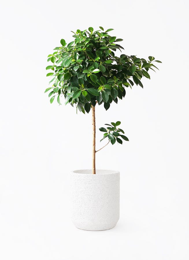 フィカス ナナ | 観葉植物通販HitoHana(ひとはな)