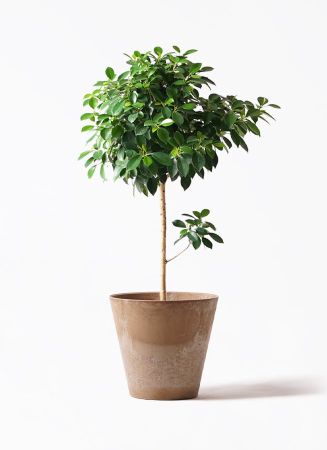 フィカス ナナ | 観葉植物通販HitoHana(ひとはな)